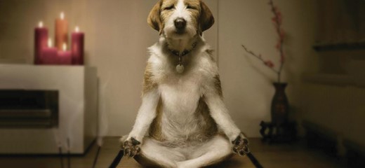 Dog practicing mindfulness