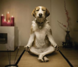 Dog practicing mindfulness