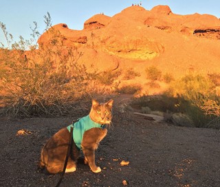 Roger the hiking cat