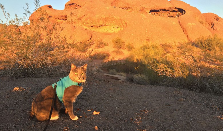 A leashed cat sits on a Phoenix hiking trail