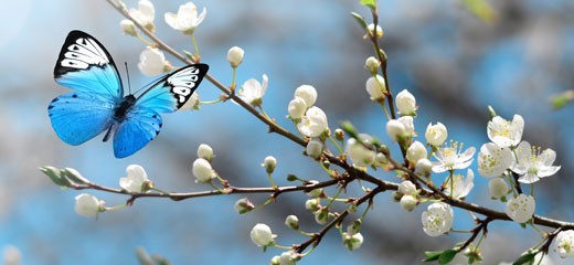 Mindfulness Retreat Butterfly