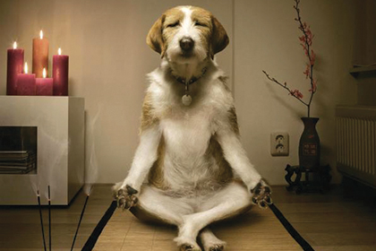 Mindfulness dog doing yoga