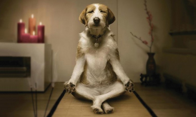 Mindfulness dog doing yoga