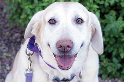 Pet Therapy Harper