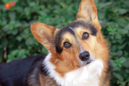 Pet Therapy Huck
