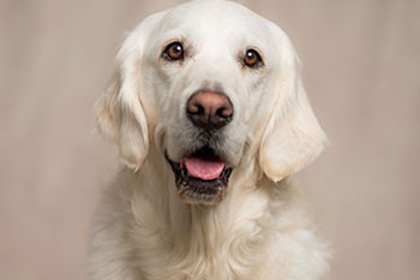 Pet Therapist Lyra