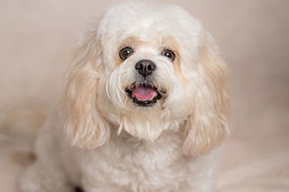 Pet Therapist Pebbles