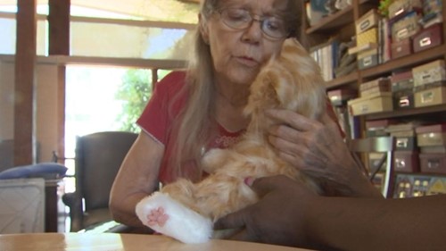 A woman interacts with a life-like mechanical cat