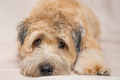 Pet Therapy Charley