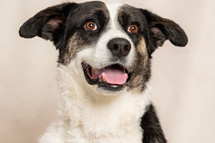 Pet Therapy Maggie